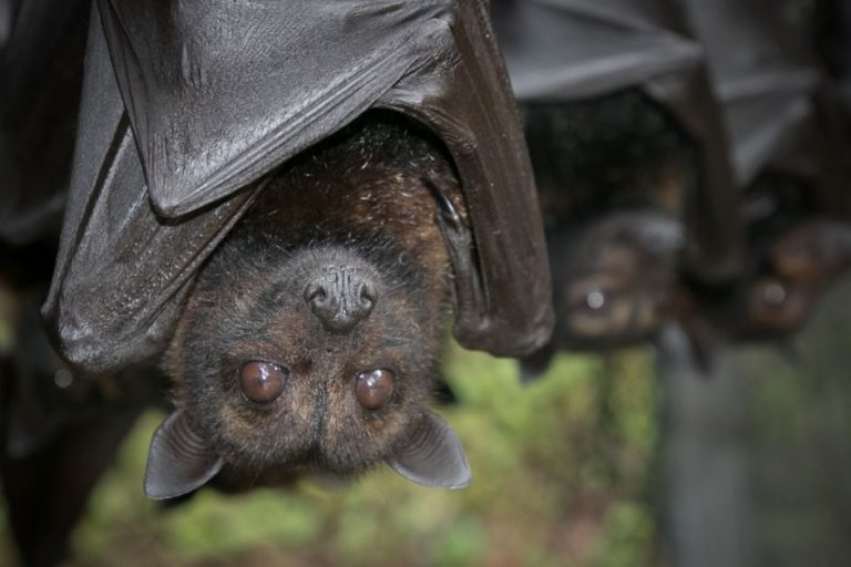 Pipistrello In Casa Porta Bene O Male