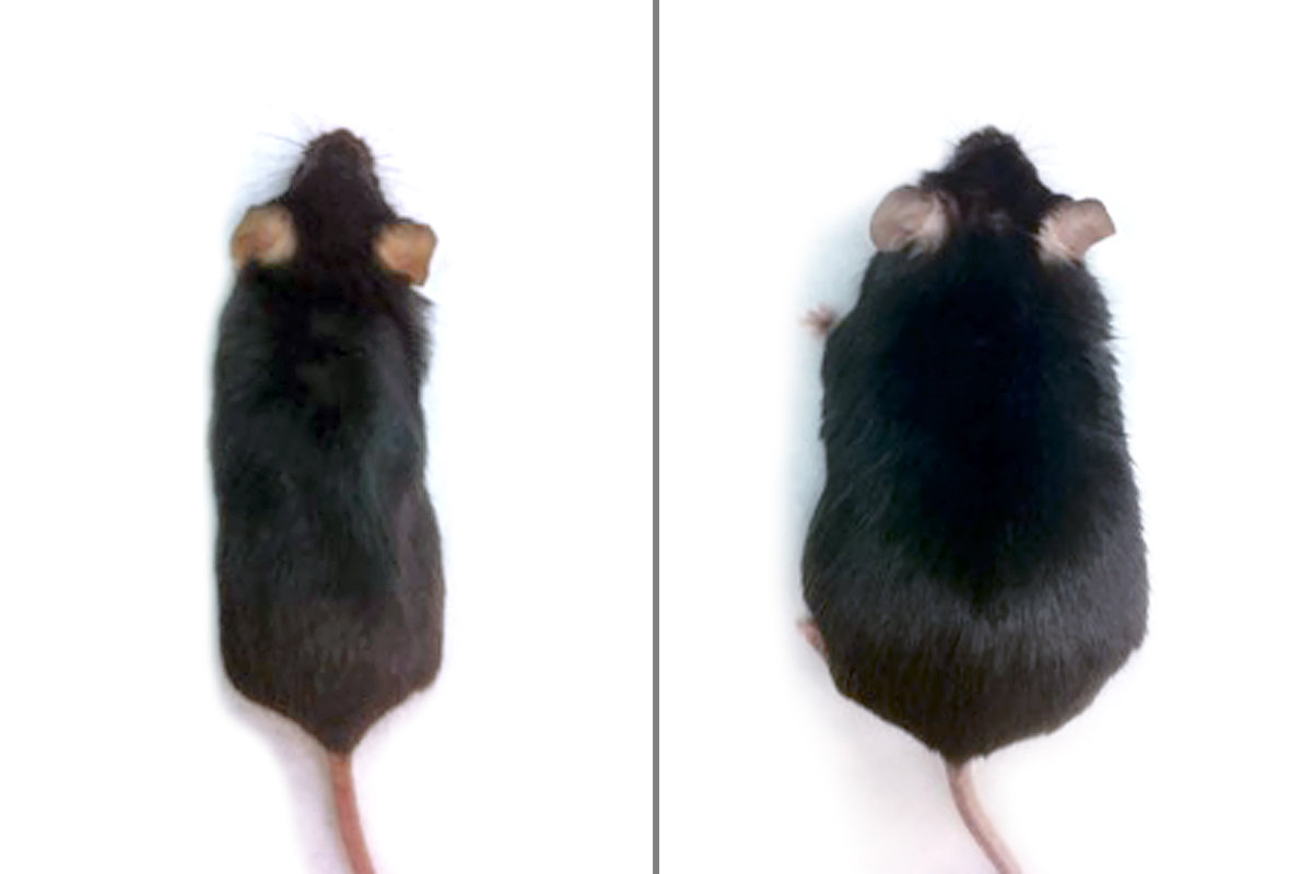 Жир мыши. Ожирение у мышей. Мышка с ожирением. Ожирение у грызунов.
